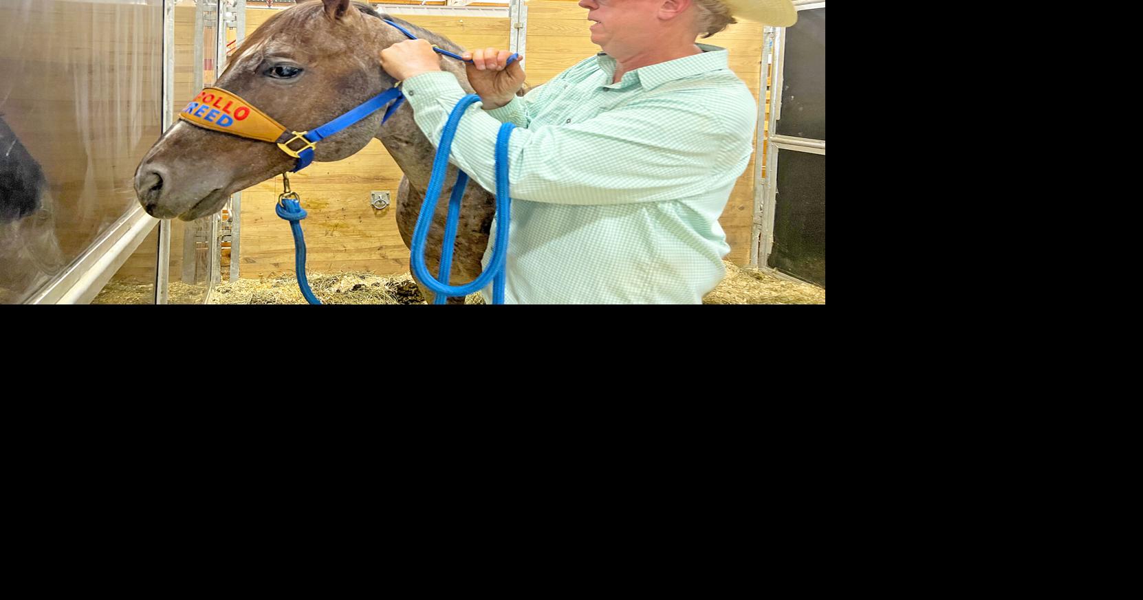 Cutting horse shows in Owatonna backtoback weekends News