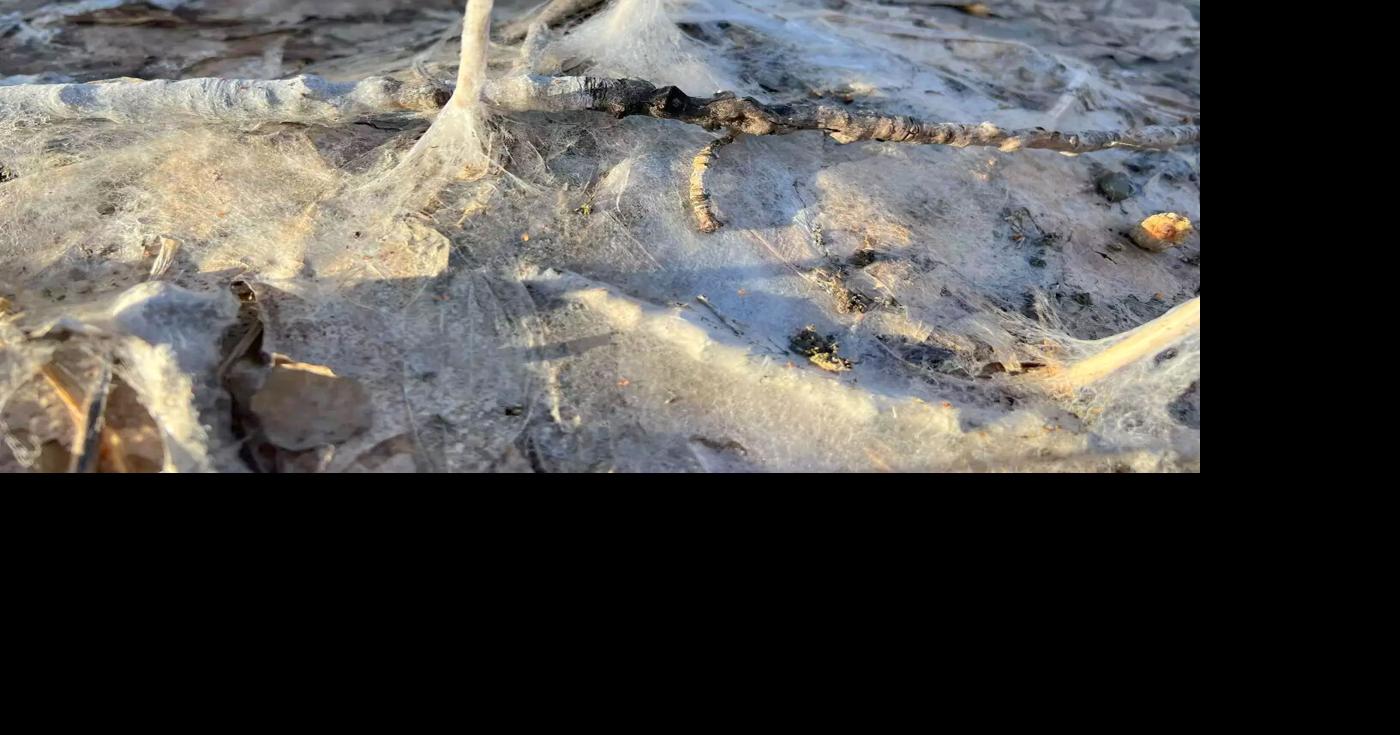 Winter effects linger on lawns: Unsightly mold and gnawed trees | State ...