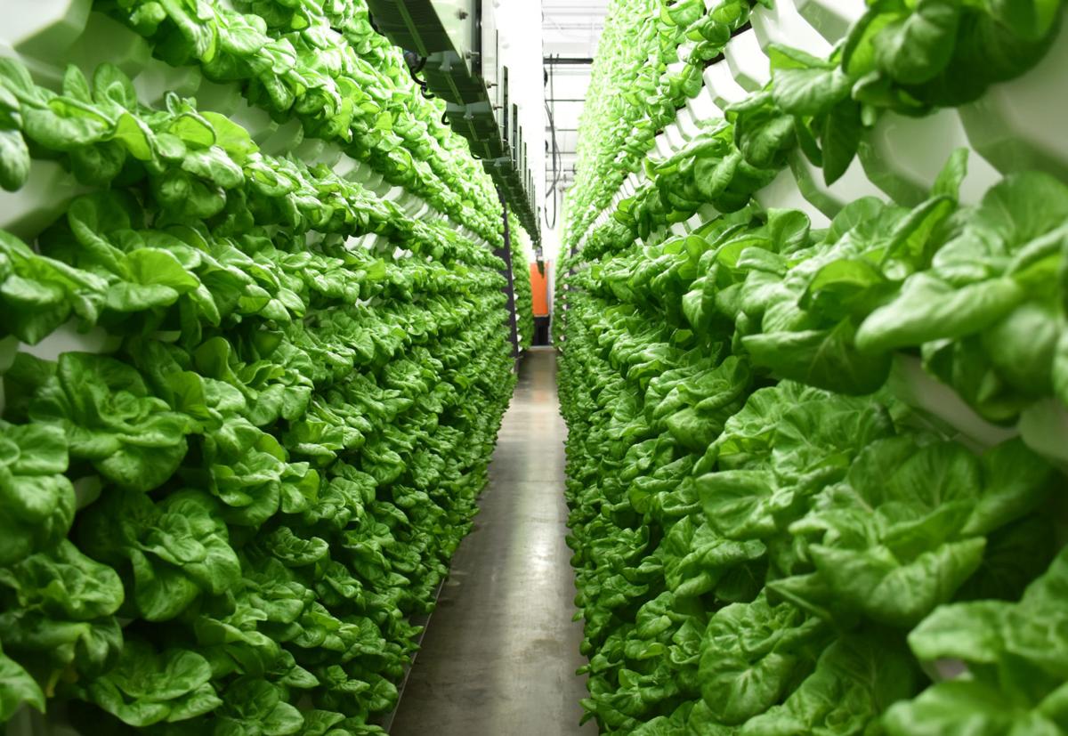 Faribaultbased Living Greens expands, looks to control North American