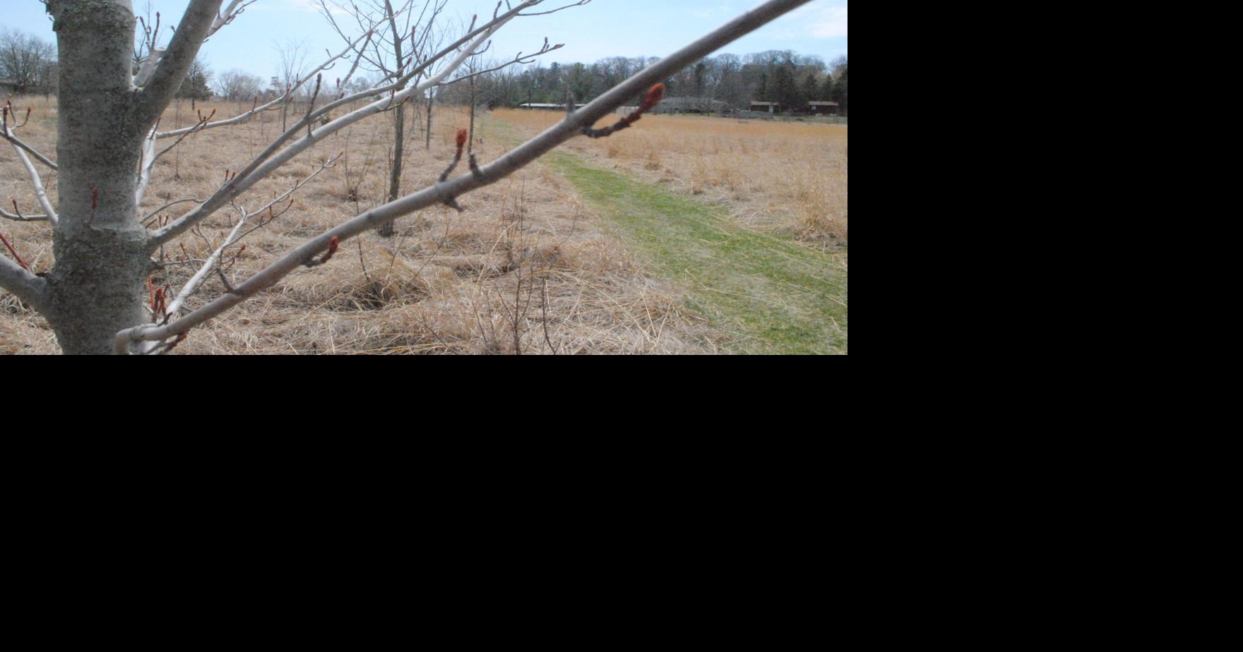 City offers Arbor Day tree sale, encourages replacing ash trees News