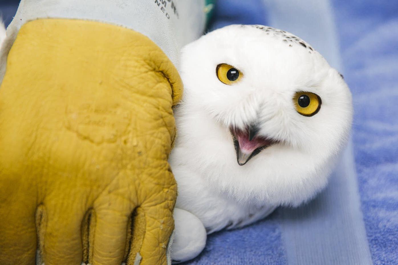 Spreading Their Wings Rescued Snowy Owls Returned To The Wild State Southernminn Com