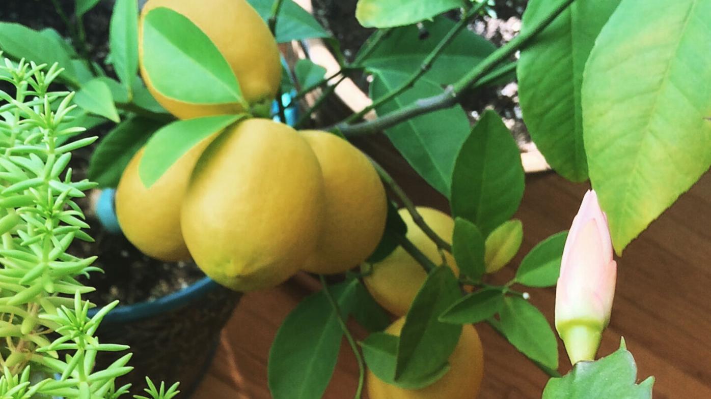HOME & GARDEN: Growing citrus in the north