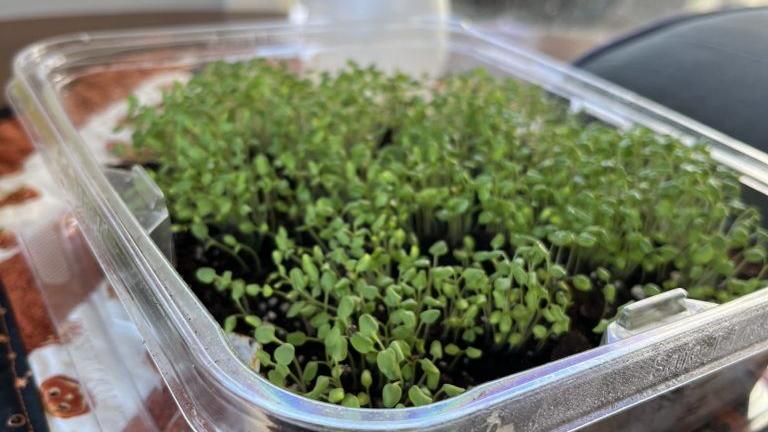 507 NEIGHBORS: Growing microgreens indoors and in winter