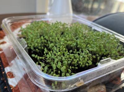 Growing Microgreens Indoor