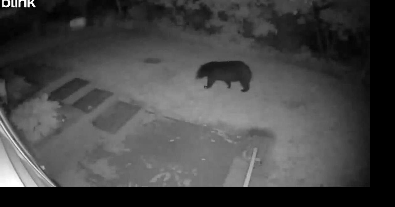 Roaming bear caught on camera near Morristown as sightings continue rise