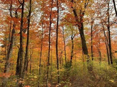 How the drought is impacting Minnesota's fall colors; and leaf-peeping ...