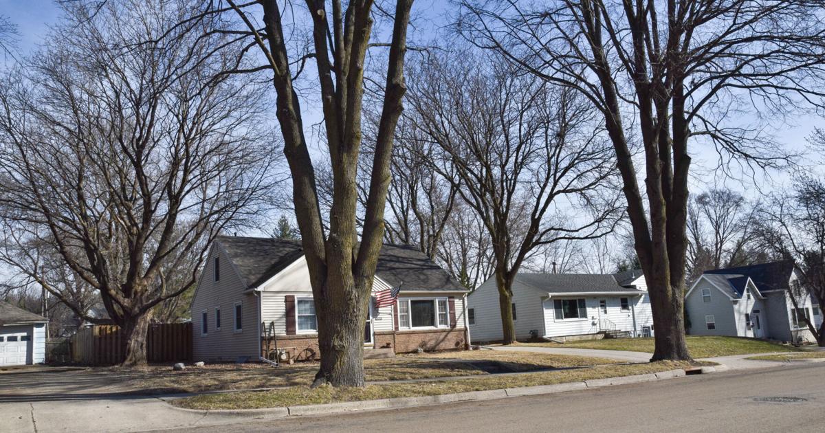 Cole Rd Trees Boulevard trees ordered before April 1 to be planted soon | News ...