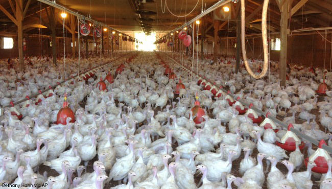 Avian flu hits Nicollet County