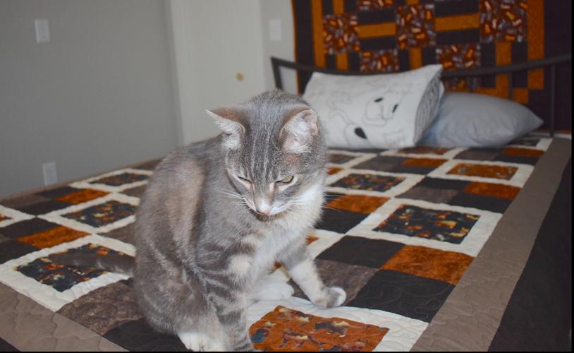 Furball Farm celebrates milestone, new Airbnb News