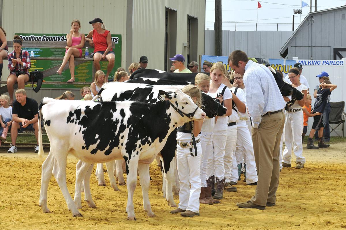 Minnesota tradition continues at the 156th Goodhue County Fair News