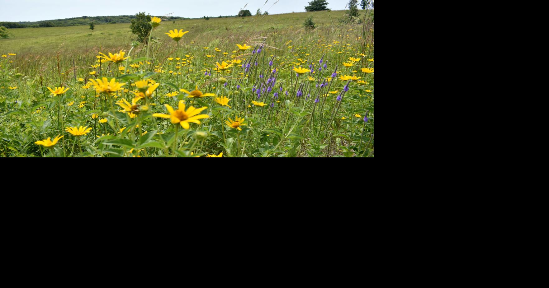 Valley Grove prairie, oak savanna might be sold to DNR in ‘no-brainer’ deal