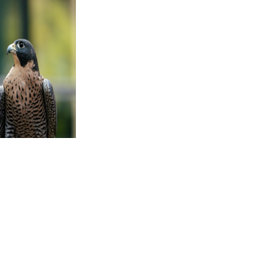 New falcon program coming to SCFF | News | southernminn.com