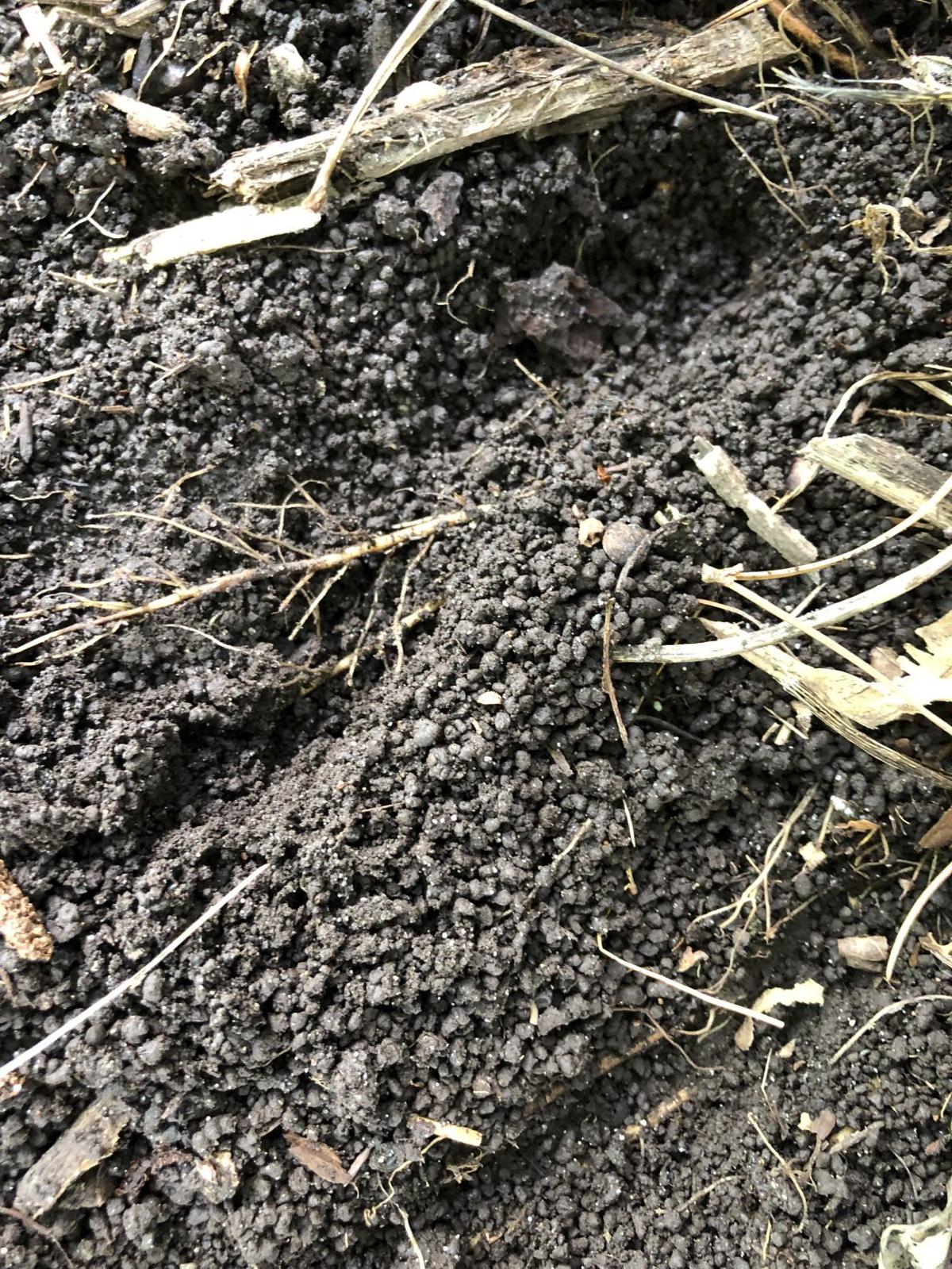 Invasive Asian Jumping Worms Now In Minnesota News