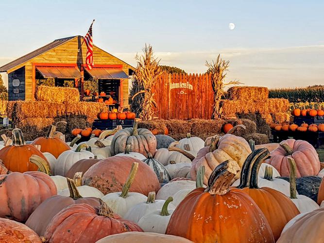 Janesville pumpkin patch to hold fall festival Saturday News
