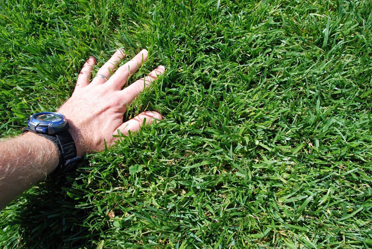 Ask a Master Gardener: When is the best time to seed a lawn? | Opinion Best Time To Seed Lawn In Missouri
