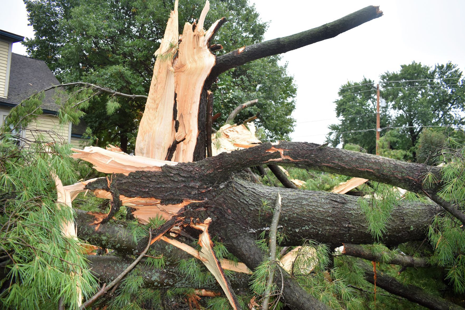 100-foot Tree Struck By Lightning Highlights Storm Damage In County ...