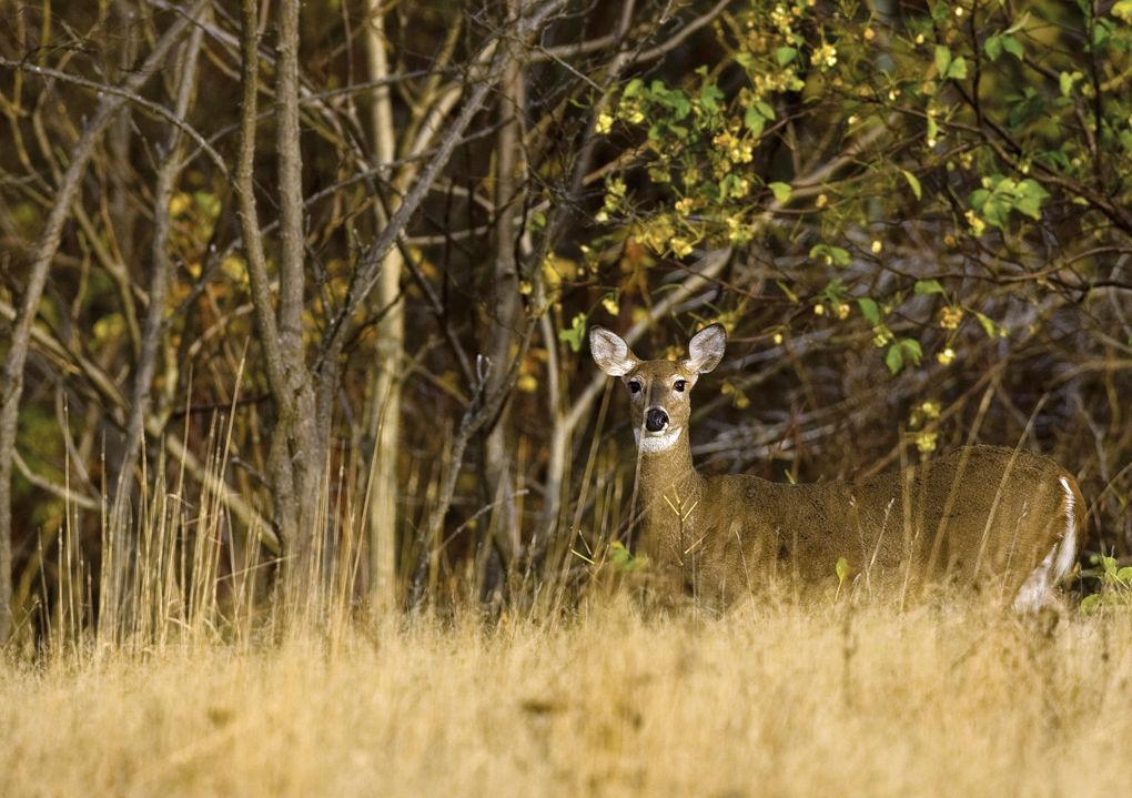 Minnesota DNR reminds archery hunters about CWD testing options State