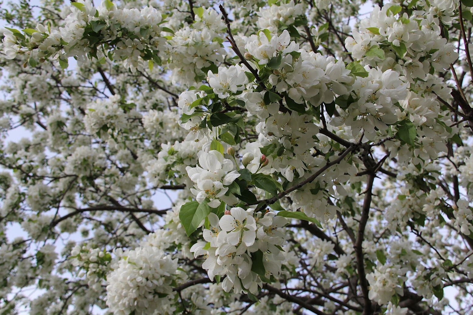 MN PRAIRIE ROOTS: The poetry, art of spring’s flowering trees ...