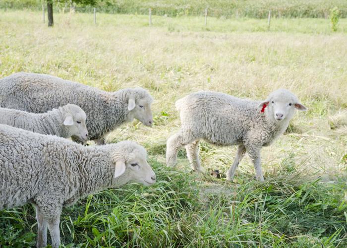 Rice County fiber farmer develops passion for all things sheep | News ...