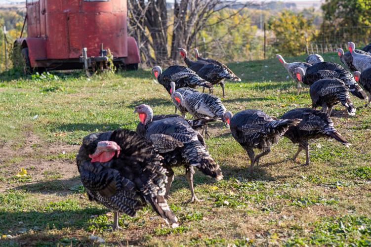 Turkeys Roaming SCENE NOVEMBER - Get Bentz Farm and other venues for fun with animals ...