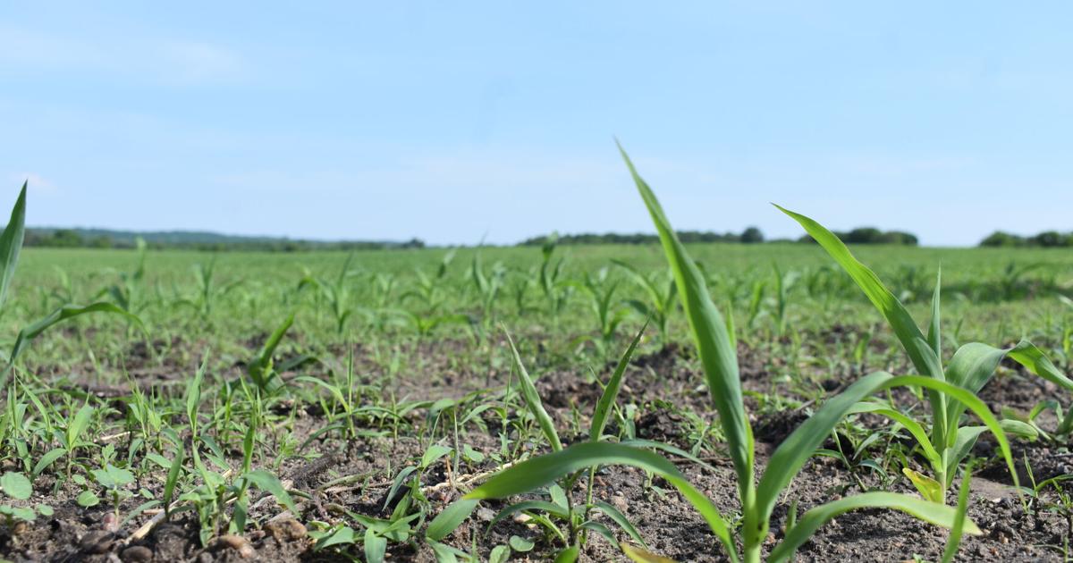 Crops Off To Strong Start This Growing Season News Southernminn crops-off-to-strong-start-this-growing-season-news-southernminn