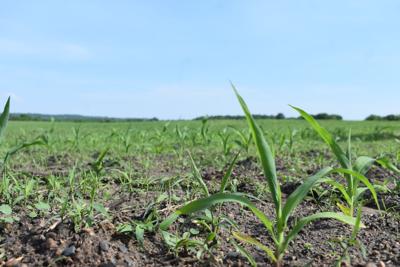Southern Crops Crops off to strong start this growing season | News | southernminn.com