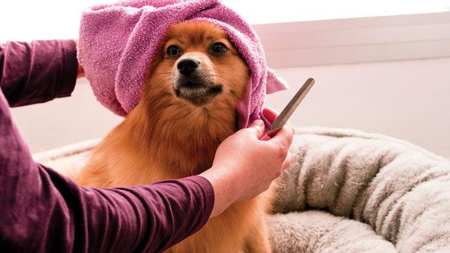 Dog Grooming Advice to Keep Pets Clean and Healthy
