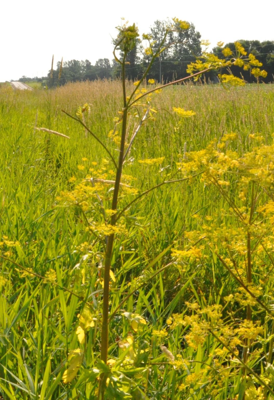 Invasive weed causes blisters, swelling and discoloration News