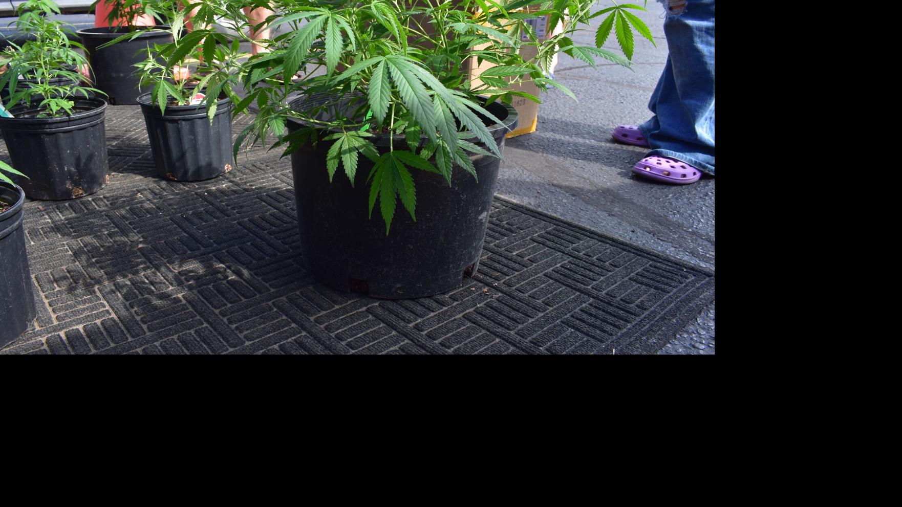 Regulators destroy $278,000 worth of raw cannabis flower
