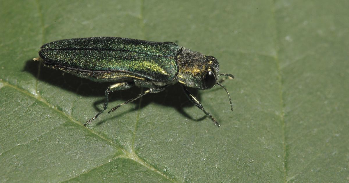 Tree Killer Insect Invasive tree-killing insect discovered in Rice, Mower counties | News ...