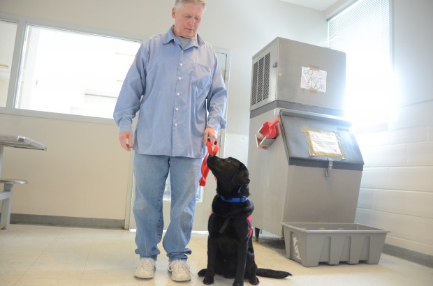 Faribault Prison partners with Can Do Canines to train assistance dogs ...