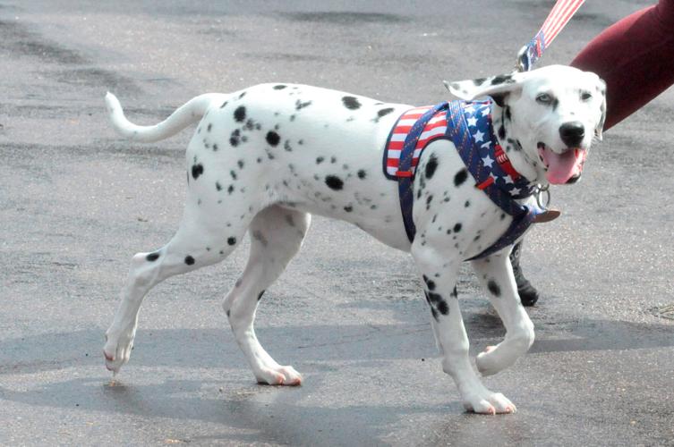 St. Peter 4th of July parade in photos News