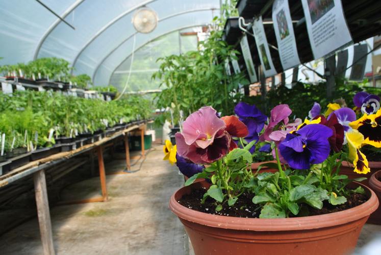 Medford greenhouse is growing and grafting News