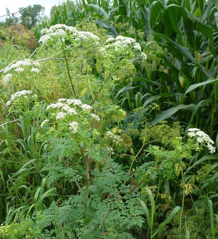 August Weed of the Month poison hemlock News