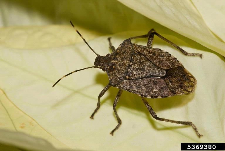 The Brown Marmorated Stink Bug Is Spreading In Minnesota. Here's What ...