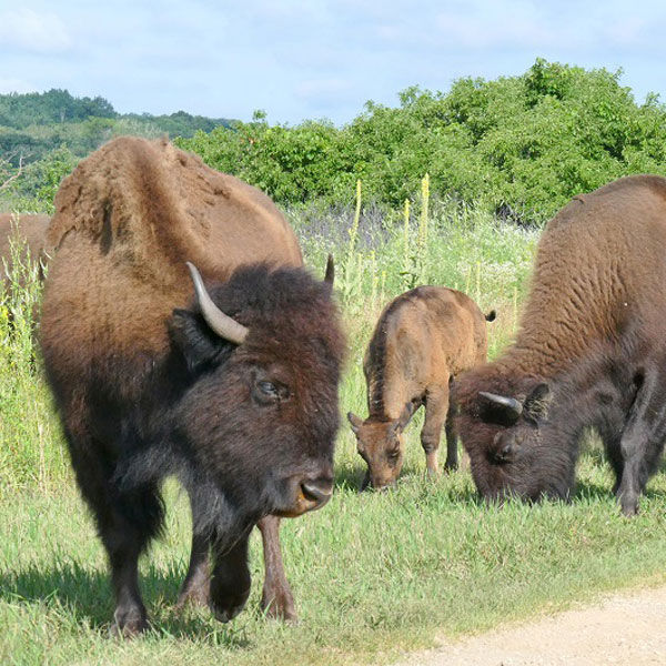 Minneopa State Park: Bison and waterfalls boost attendance | News ...