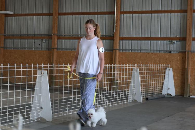 Le Sueur County 4 H Dog Show Brings Canines And Competitors News photos-scenes-from-the-4-h-dog-show-at-the-northwest-montana-fair