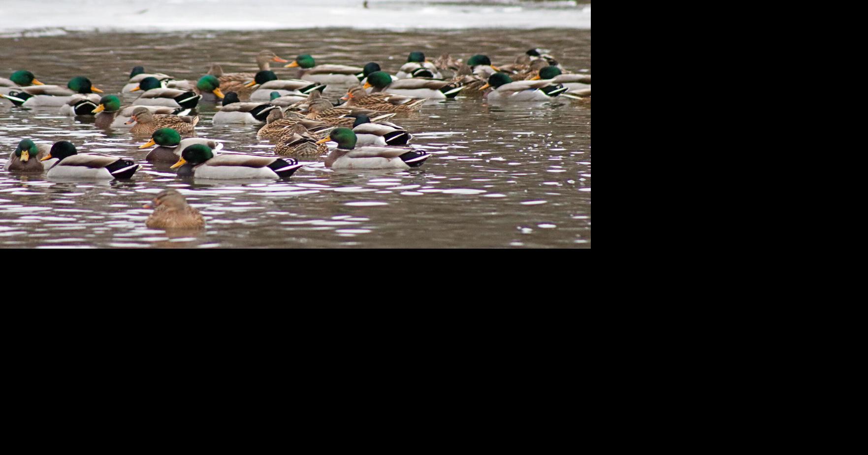 Local naturalists warn of probable bird flu cases in Owatonna area ...