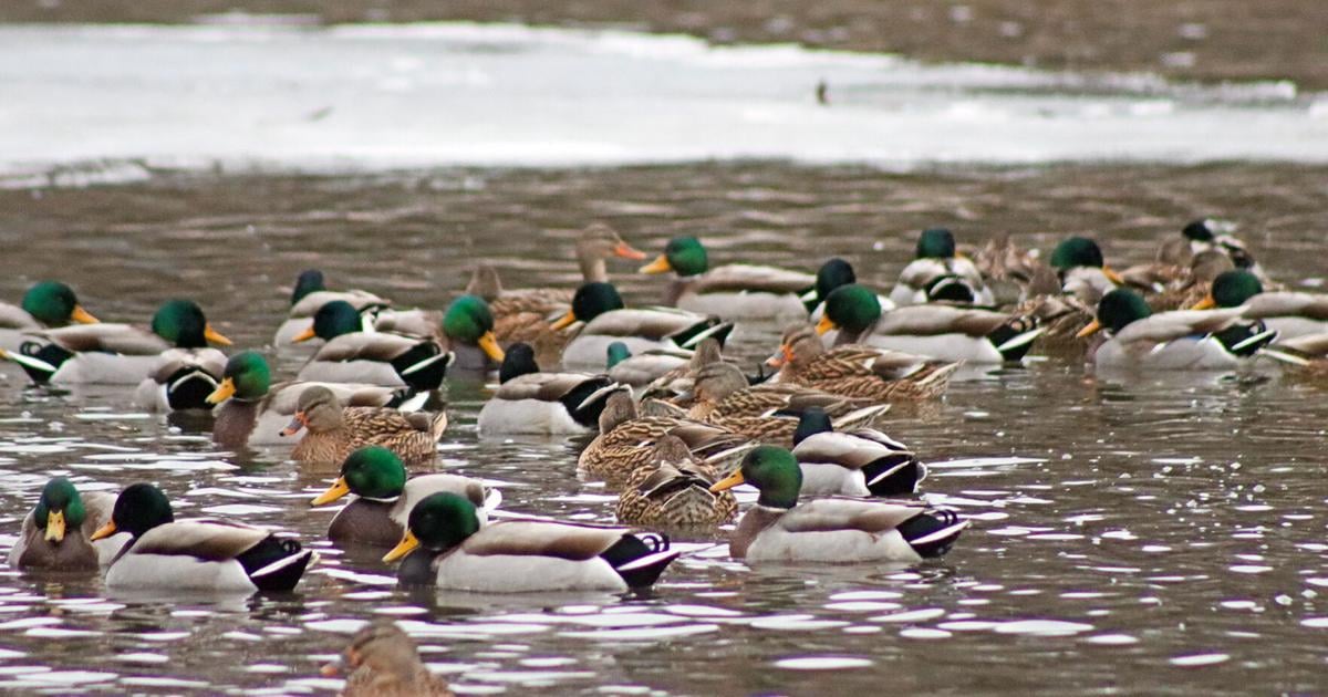 Local naturalists warn of probable bird flu cases in Owatonna area ...
