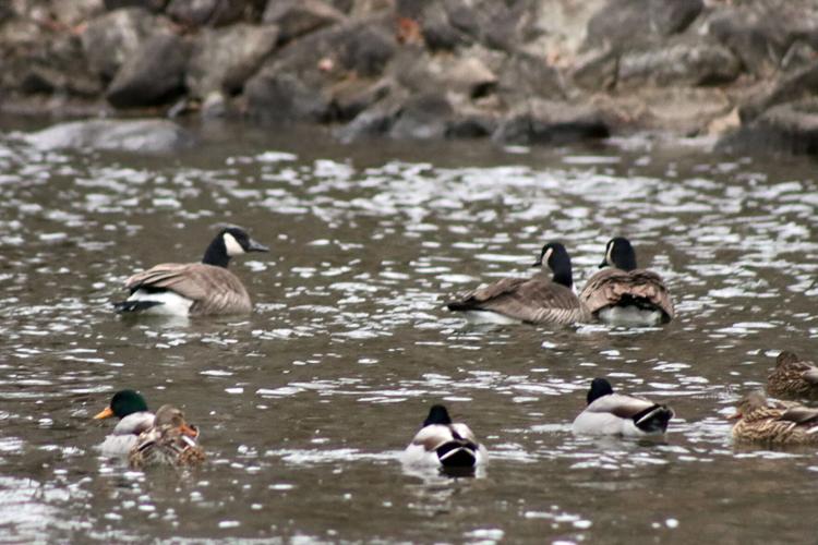 Local naturalists warn of probable bird flu cases in Owatonna area ...