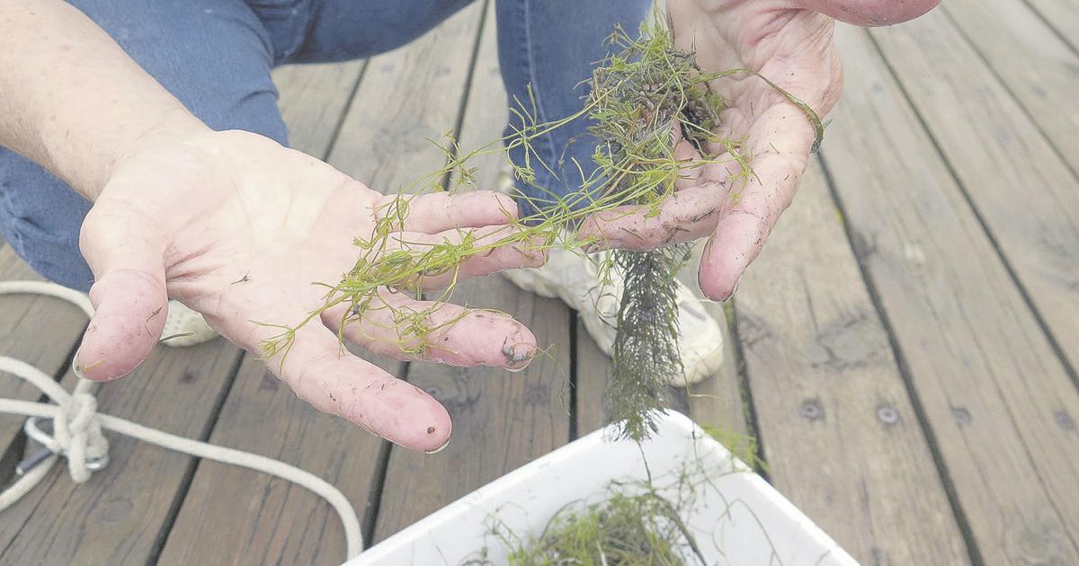 In Hubbard Co., stopping lake invaders means not forgetting the beach ...
