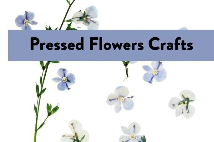 Pressed Flower Crafts - Le Sueur, Scene