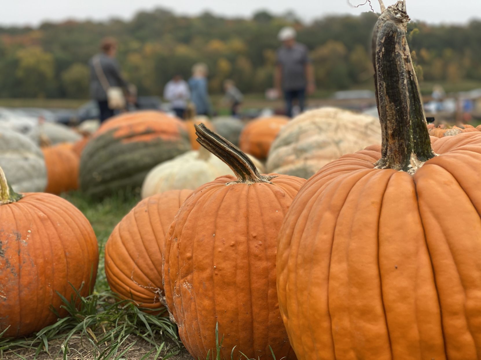 pumpkin patches in minnesota