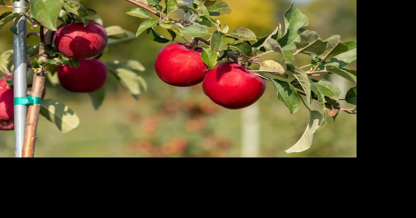University's new apple variety is cross between Honeycrisp, Zestar