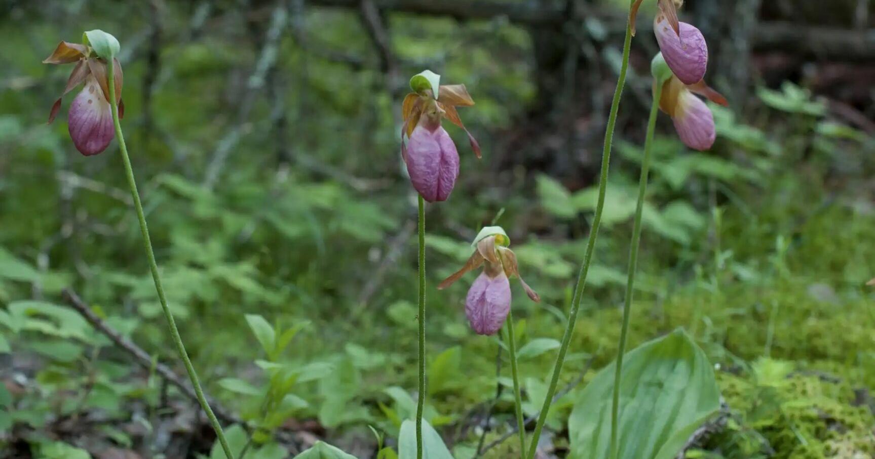Wildflower Chasers: Strolling through a bog for Lady Slippers - Vimarsana News