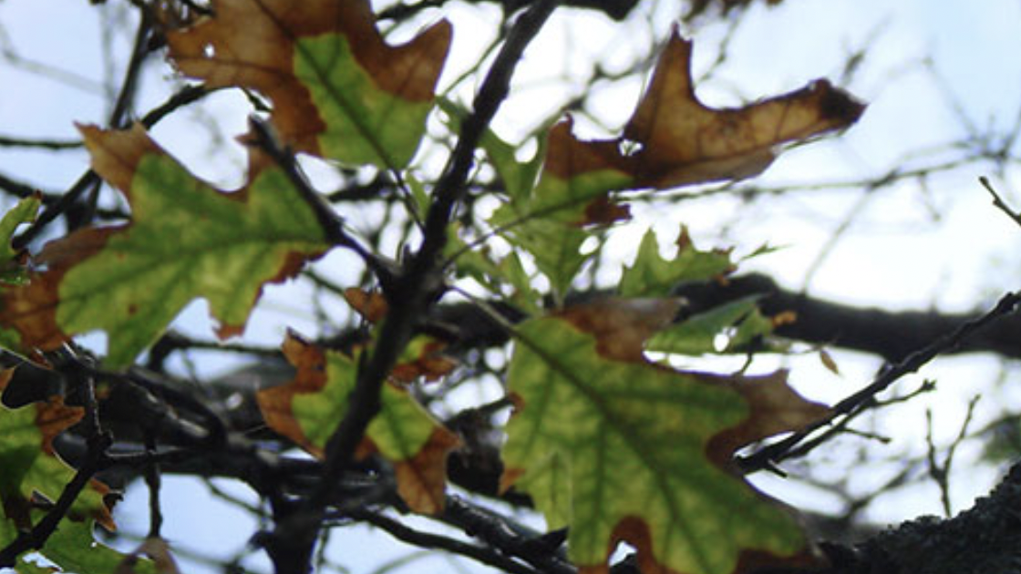Dead leaves, dying branches – is it oak wilt or lingering effects of drought?