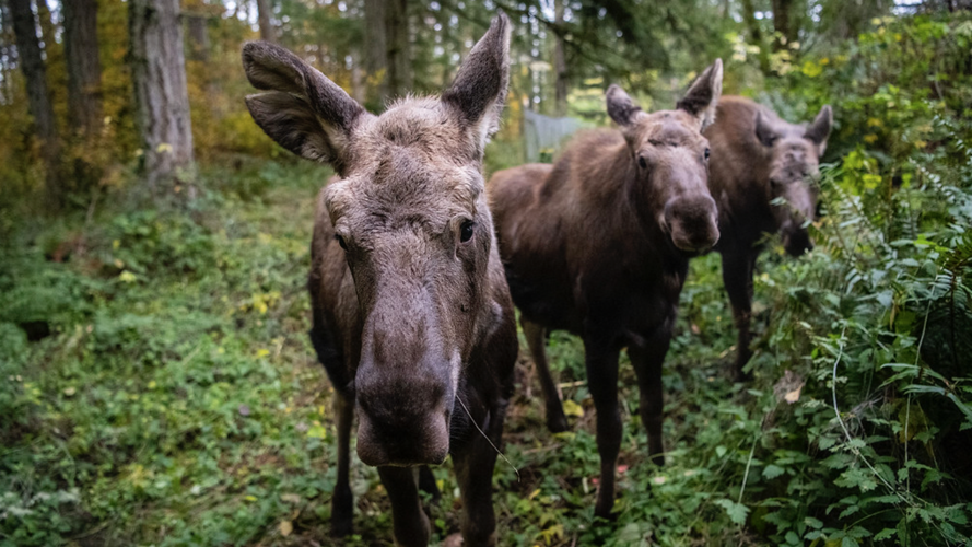 Orphaned Moose Calves Find New Home at Northwest Trek Wildlife Park
