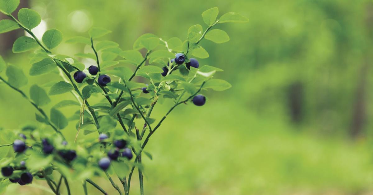 Gardening with Native Plants in the South Sound | Home + Garden