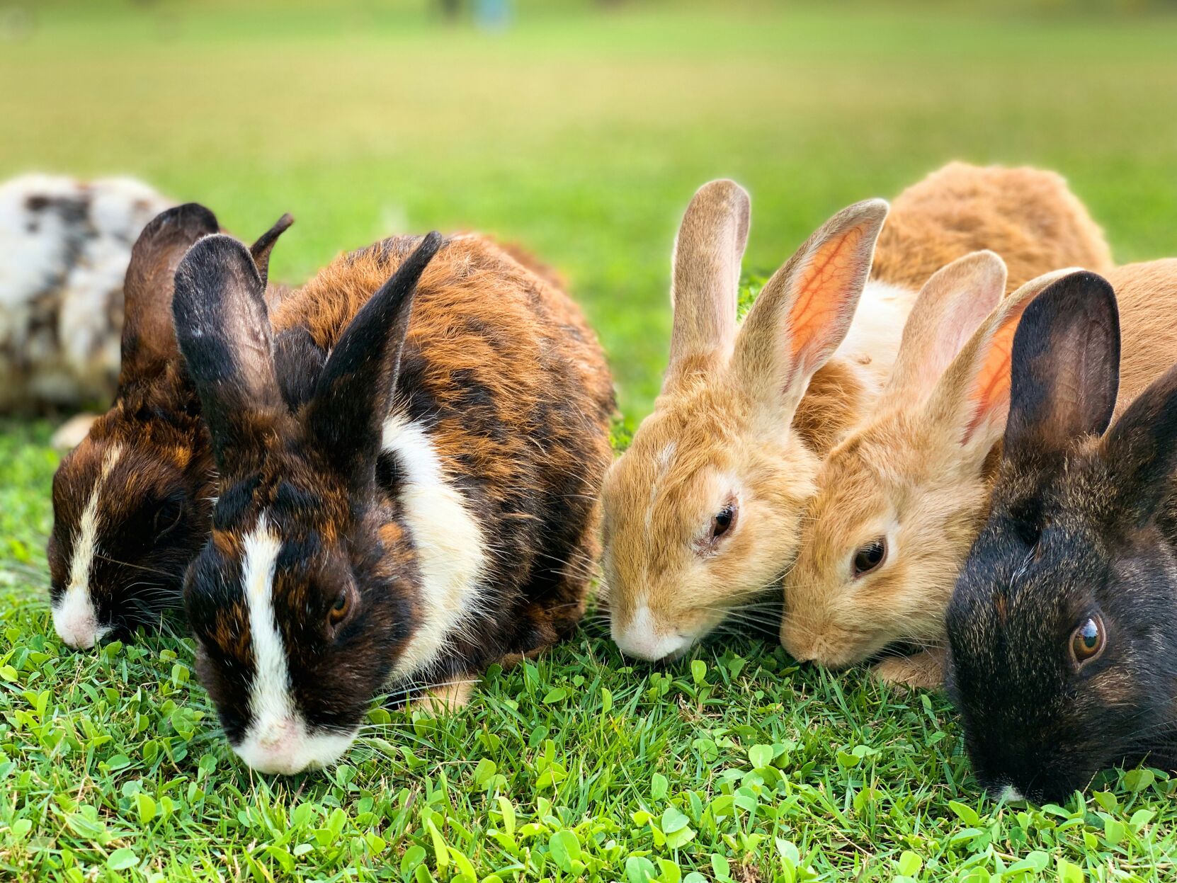Sip & Savor: Bunnies and Brunch, Wine and Wheels, and a Tamale Class