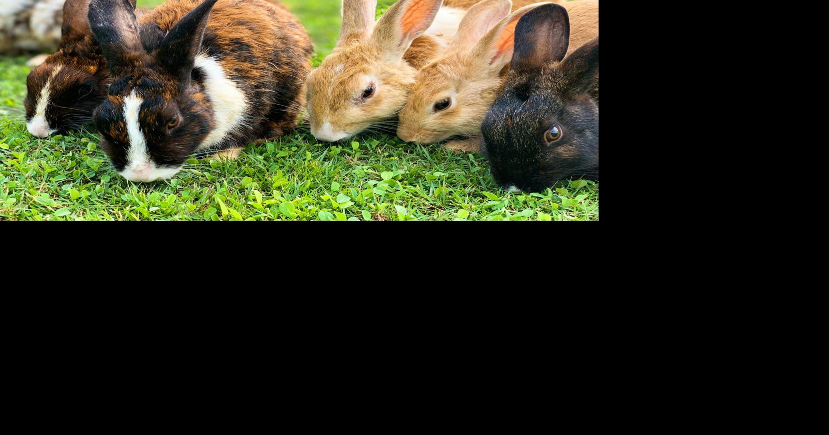 Sip & Savor: Bunnies and Brunch, Wine, and a Tamales | Eat + Drink ...